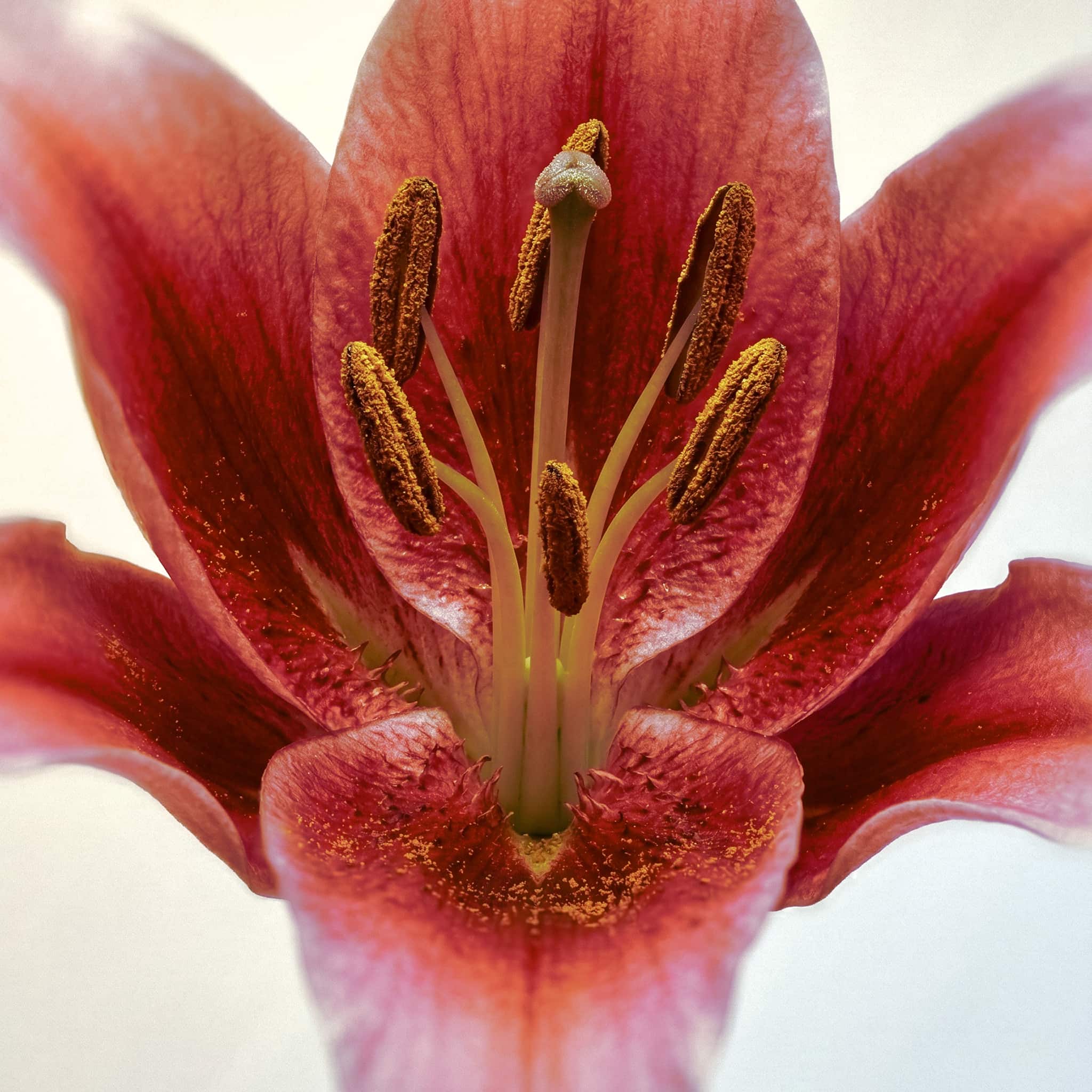 Original image before applying Texture Displacement effect